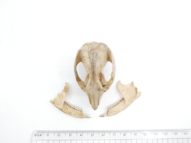 Common ringtail possum skull and mandibles Faculty of Medicine
