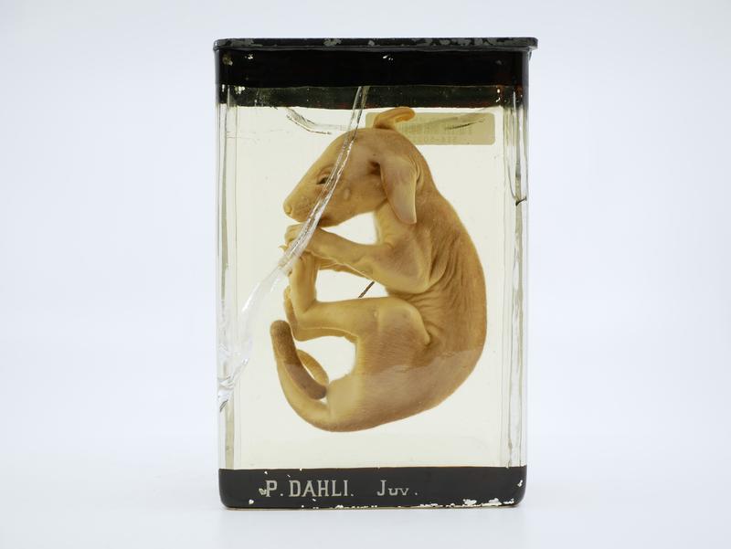 Rockhaunting ringtail possum juvenile Faculty of Medicine, Dentistry