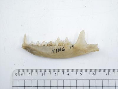 Quoll subfossil mandible