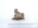 Wombat maxilla fragment