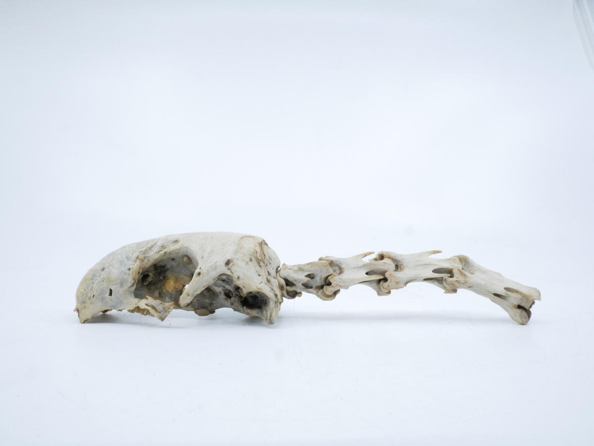 Mute swan skull and vertebrae - Faculty of Medicine, Dentistry and