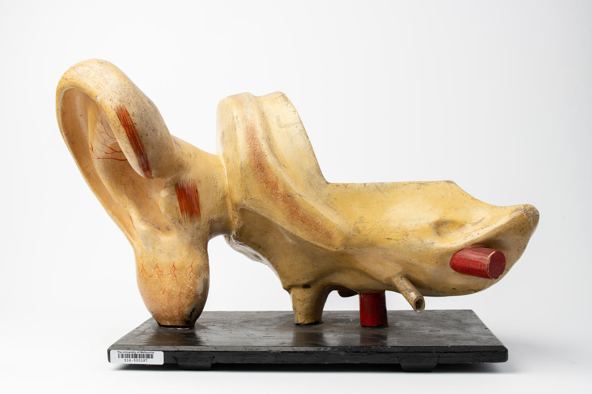 Papiermâché oversized model of the ear Faculty of Medicine, Dentistry and Health Sciences