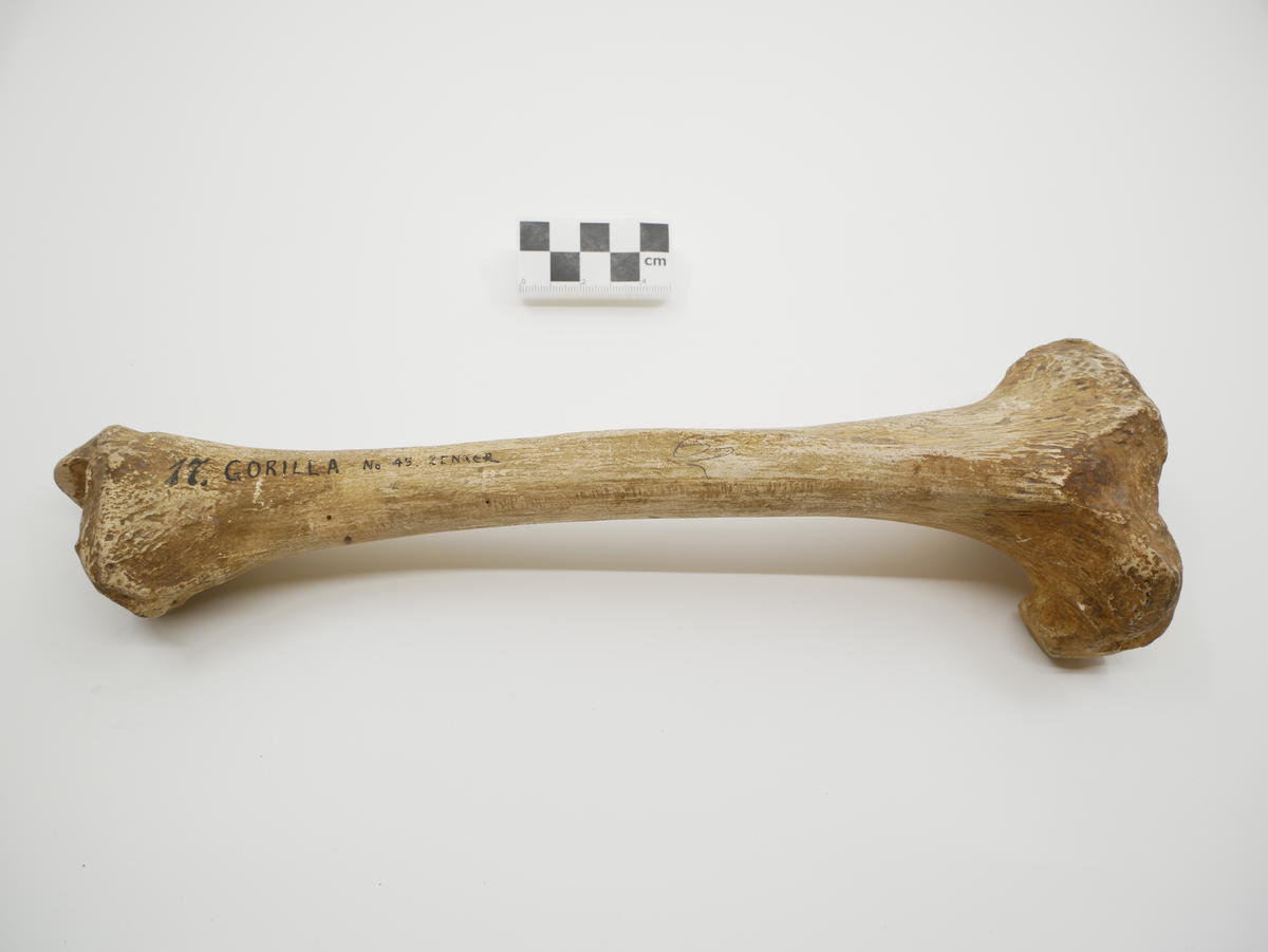 Gorilla tibia, plaster cast - Faculty of Medicine, Dentistry and Health ...