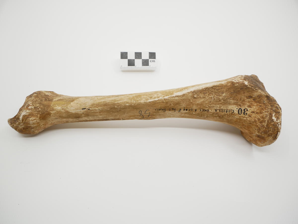 Gorilla tibia, plaster cast - Faculty of Medicine, Dentistry and Health ...
