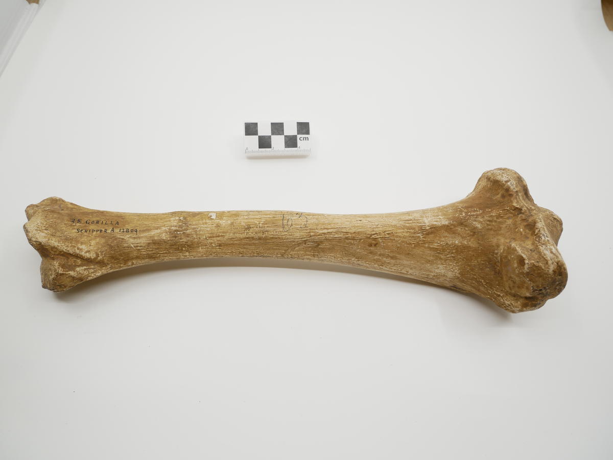 Gorilla tibia, plaster cast - Faculty of Medicine, Dentistry and Health ...