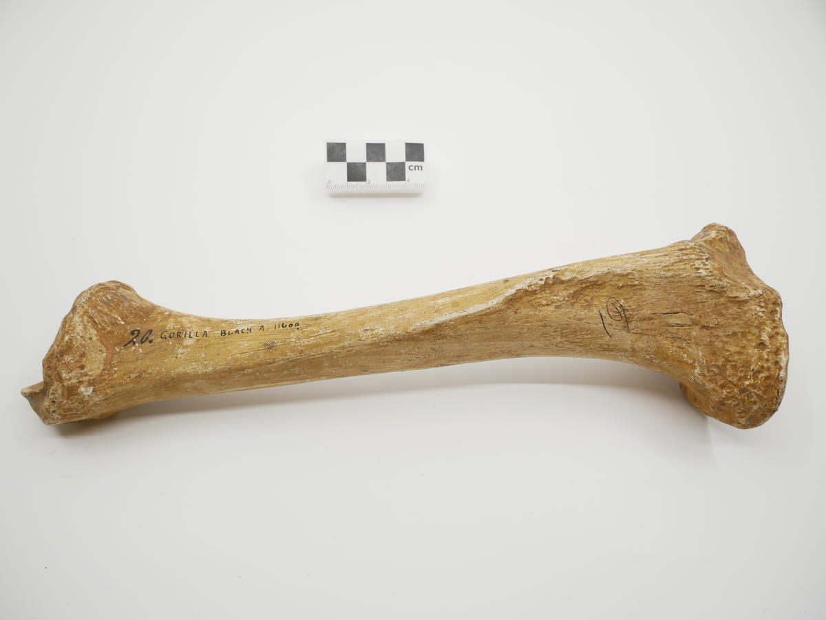 Gorilla tibia, plaster cast - Faculty of Medicine, Dentistry and Health ...